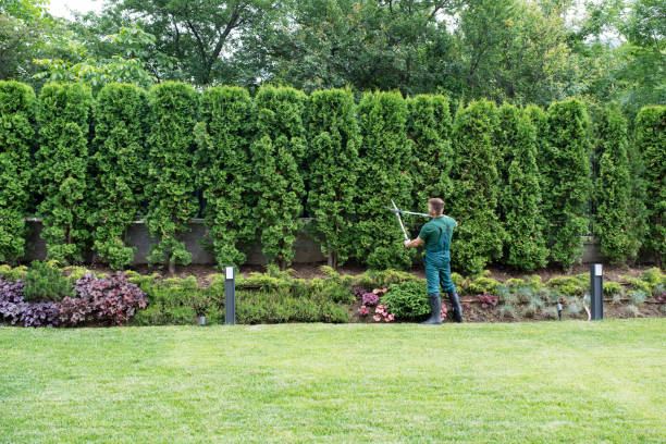 Best Tree and Shrub Care  in Vamo, FL